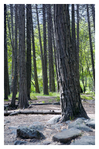 Trees