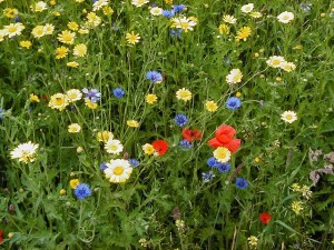 wildflower-meadow-2